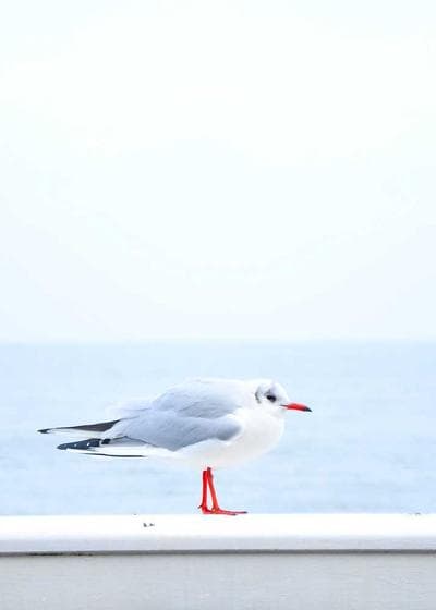 Cover 1
